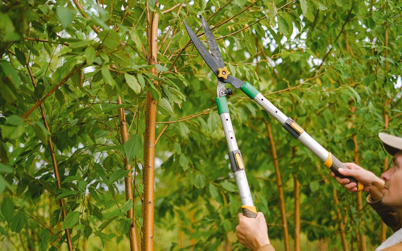 Tree trimming in Yellow Spring, WV