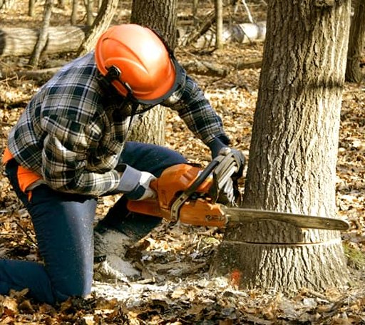 Tree Removal in Yellow Spring, WV